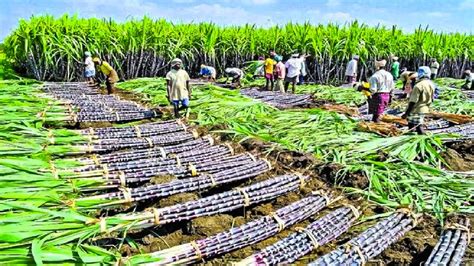 We Farm Sugarcane